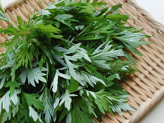 The wormwood plant contains a bitter compound that could be added to snacks.