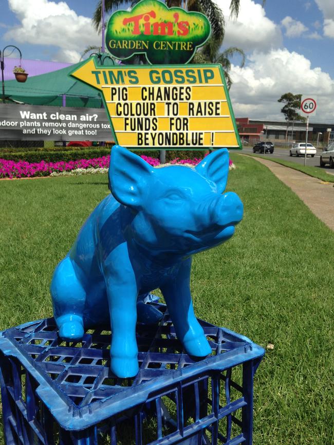 Tim's Garden Centre’s Pig turned blue to raise money for beyondblue.