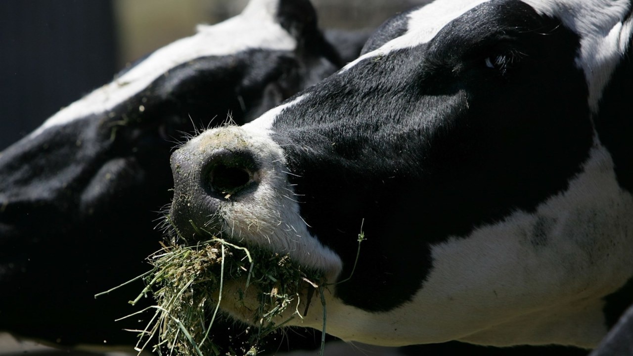 North Queensland floods destroy $300m worth of cattle