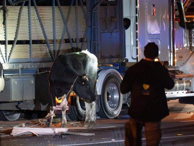 Incident occured JULY 23 2024. A truck carrying cattle slammed into a bridge in South Yarra, resulting in the death of 22 dairy cows. Picture: Farm Transparency Project