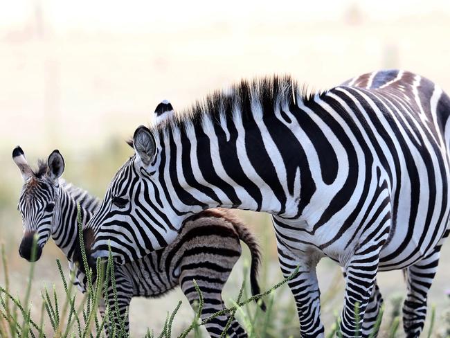 Jupiter, Tasmania’s first ever zebra foal, at Zoodoo with her mother Dutchess. Picture: LUKE BOWDEN