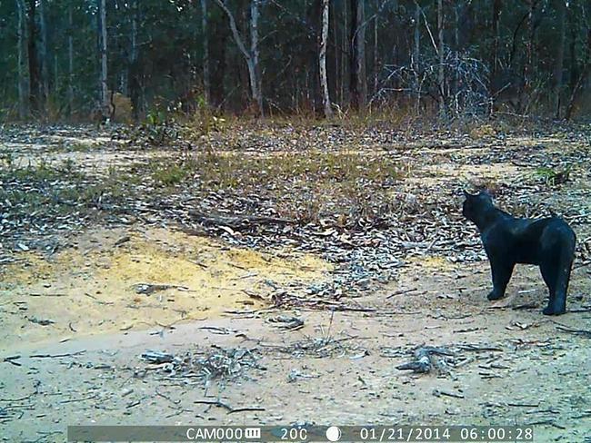 A very large black cat caught on camera at a Miva property earlier this year, an animal which Wendy Elsley said could be mistaken by some to be a black panther. Picture: Contributed