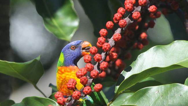 Rainbow lorikeets can suffer debilitating affects from the illness.