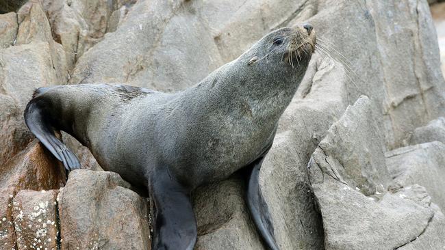 An Australian fur seal. Pictiure: Peter Lorimer