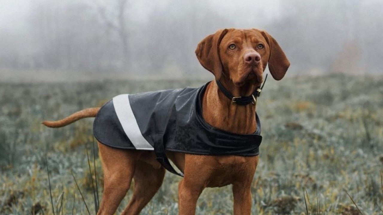 Dog 2024 raincoat australia