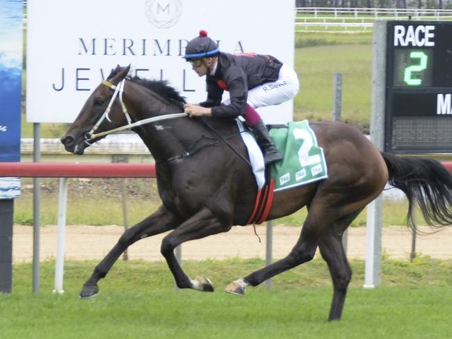 Progressiove gelding Artful Persuasion can resume with a win at Kembla. Picture: Bradley Photos