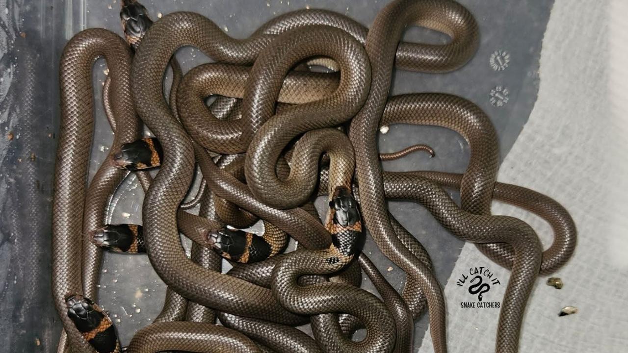 Seventeen eastern brown snake hatchlings just prior to being released in the Murwillumbah area in February 2025.