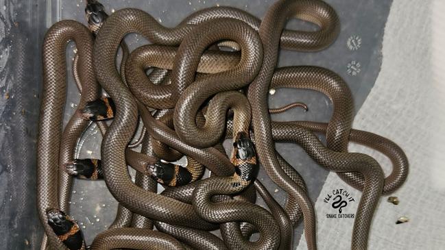 Seventeen eastern brown snake hatchlings just prior to being released in the Murwillumbah area in February 2025.