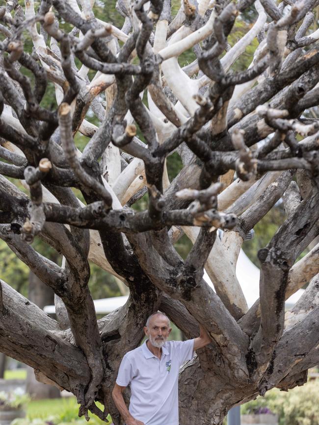 Adelaide Park Lands Association president Shane Sody with the Dragon Blood tree. Kelly Barnes