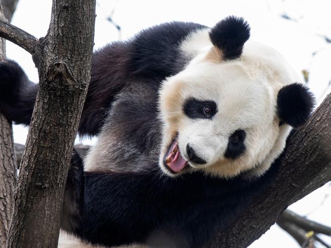 Fu Ni, the Giant Panda at Adelaide Zoo . Picture: Adrian Mann / ZoosSA