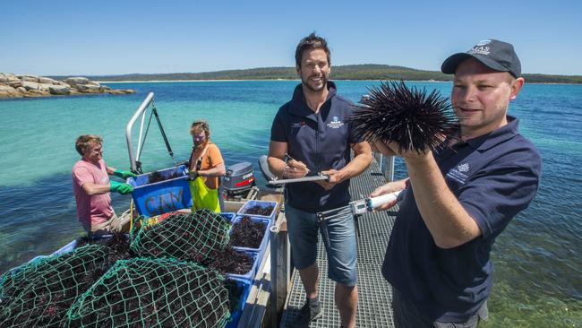 Fishermen Cameron Mead, left, and Stephen Talyor unload their spiny catch for appraisal by IMAS marine scientists Scott Ling, second from right, and John Keane, at St Helens Point on Tasmania’s east coast. Picture: Chris Crerar