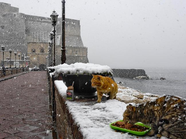 Stray cats eat during a snowfall by the Castel Dell’Ovo castle, in Naples, southern Italy, Tuesday, Feb. 27, 2018. The Arctic storm dubbed the “Beast from the East” saw temperatures across much of Europe fall Monday and Tuesday to their lowest level this winter, and even brought a rare a snowstorm to Rome on Monday, and is spreading southwards to other parts of Italy. Picture: AP