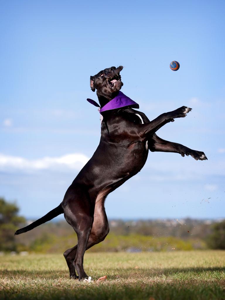 Despite its size, the Great Dane is a gentle giant beloved in the NT. Its calm nature and devotion to its family make it a surprising favourite in the region. Picture: Steve Pohlner