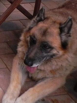 Eight-year-old German Shepherd by the name of Zac is missing. Pic: Ashley O'Leary