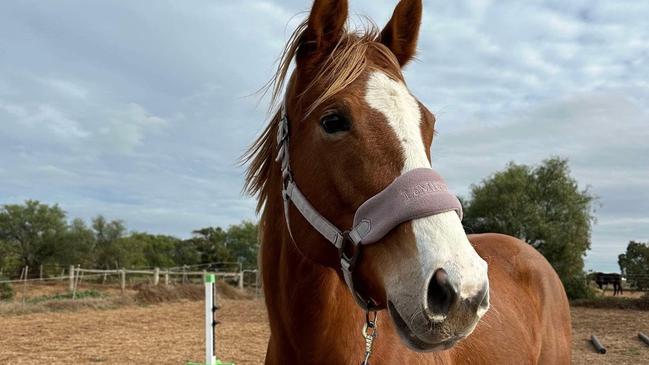 Kate Adatins’ horse Muffin had to be put down after it was shot at by an arrow and seriously injured. Picture: Supplied