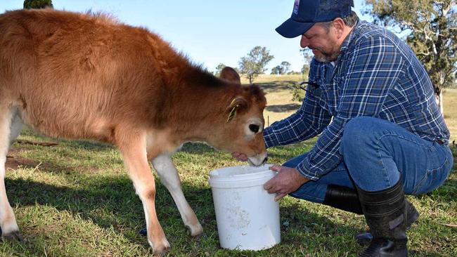 Dairy farmer Shane Hickey feeds Buttercup. Picture: Susanna Freymark