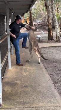 Kangaroo vs tourist at a Perth zoo 