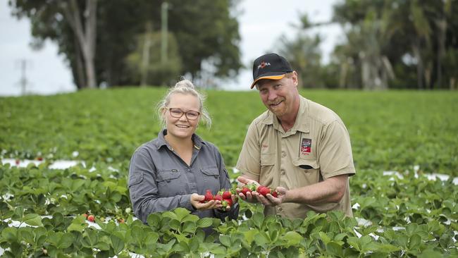 Taste n See Strawberry farm at Bellmere.