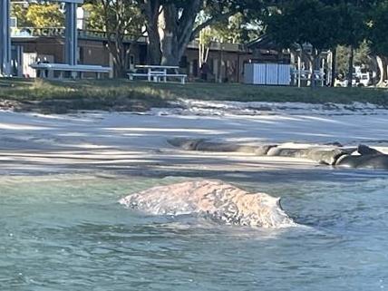 A humpback whale has been found dead on Bribie Island. Credit: Maritime Recovery Group