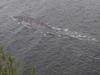 Steve Challice's photo at Loch Ness sparked speculation of the famous Loch Ness monster. Picture: Steve ChalliceSource:Facebook