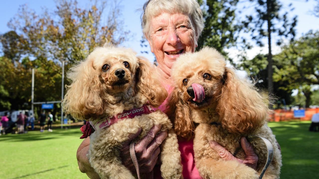 Doggies take one last lap for charity