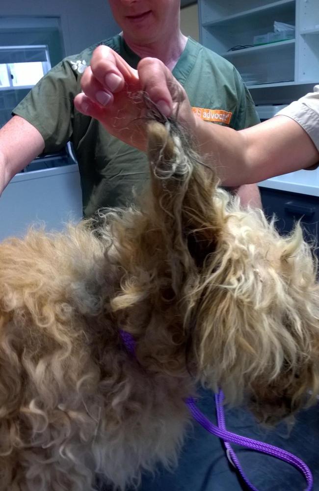 Jett is a Maltese cross King Charles Cavalier that was mistreated by its Gold Coast owner. Photo: RSPCA