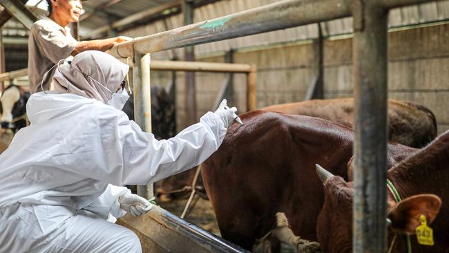 Vaccination programs for FMD in Indonesia are continuing, with Australian producers funding programs in feedlots through Meat and Livestock Australia.