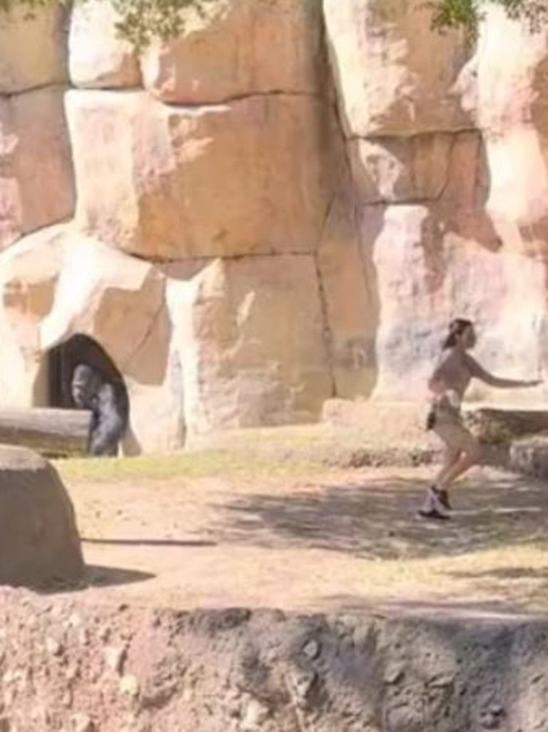 Two zookeepers at the Fort Worth Zoo in Texas tried to flee a gorilla enclosure on March 7. Picture: TikTok@ben306069