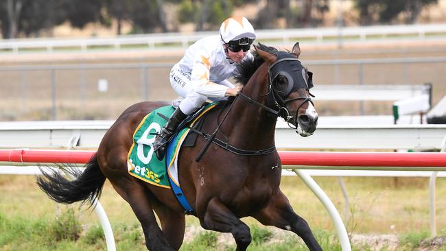 Exciting colt Rising can stay unbeaten for trainers Ciaron Maher and David Eustace at Sandown on Wednesday. Picture: Racing Photos via Getty Images