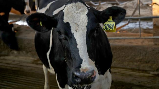 Cow contentment is measured in litres, says dairy farmer Colin Thompson. Picture: Toby Zerna