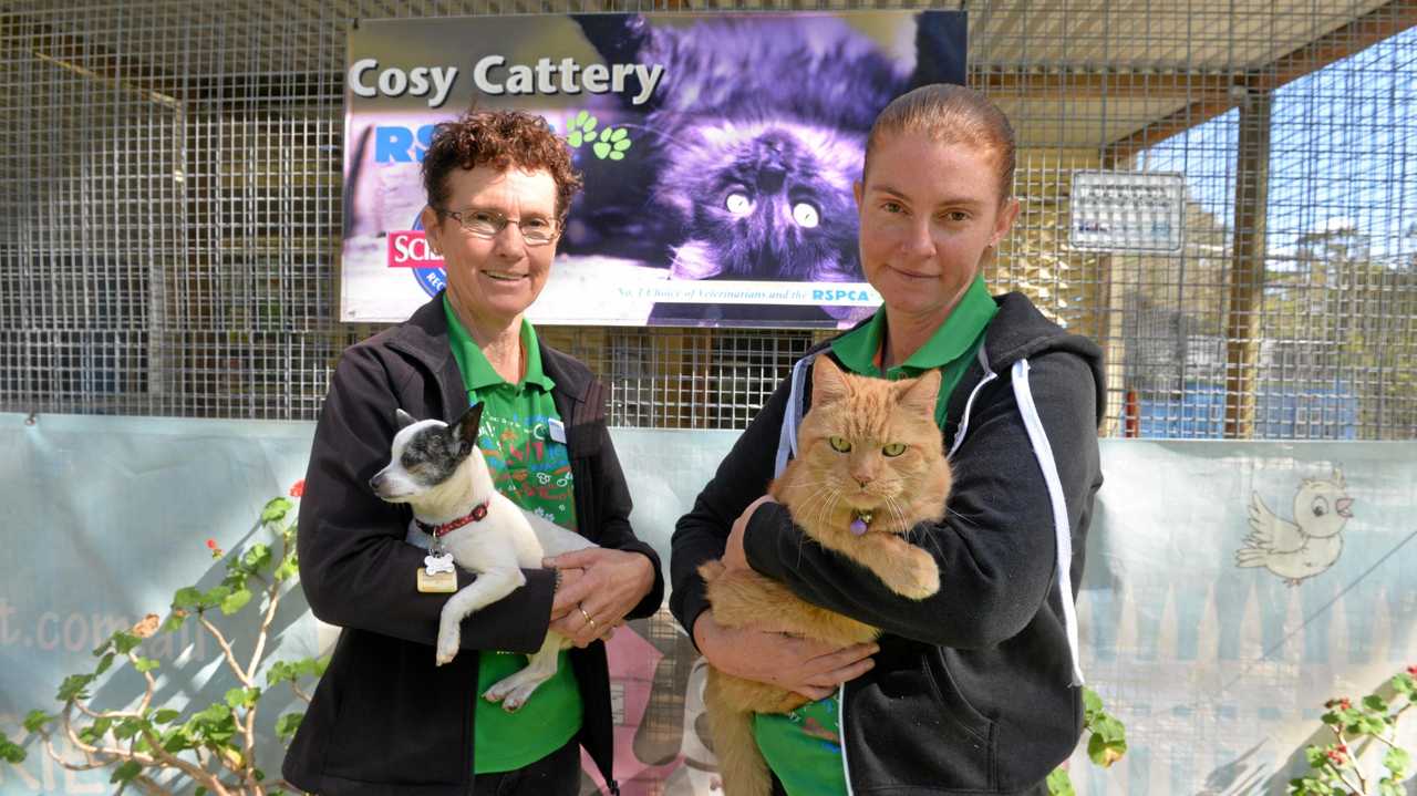 MICROCHIPPING DAY: Animal attendants Monica Atwell and Nicole Murgatroy with Louie and Kumah, at the RSPCA's Bundaberg shelter. Picture: Rhylea Millar