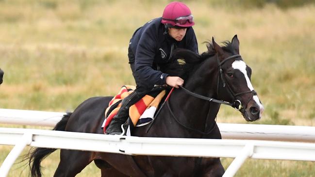 Melbourne Cup favourite Yucatan at Werribee on Monday. Picture: AFP