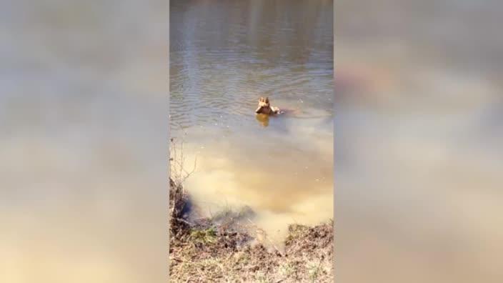 German Shepherd throws a fit after being told to stop swimming