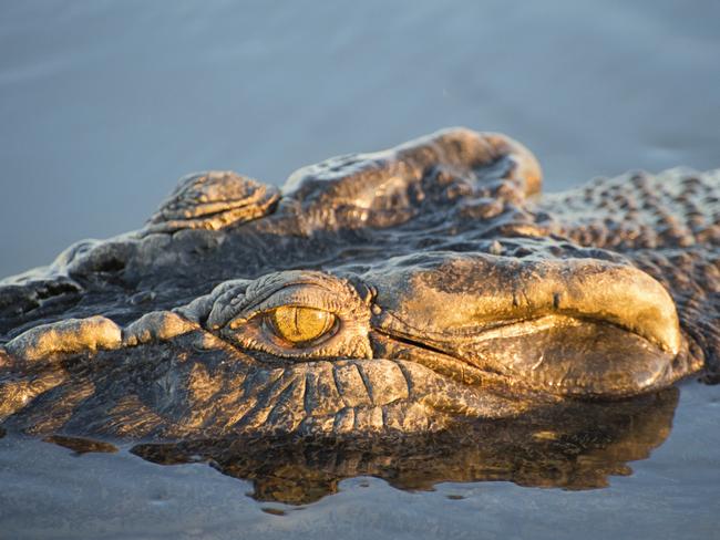 ESCAPE:  A saltwater crocodile cruising along Yellow Water Billabong.Yellow Water Billabong, Kakadu's most famous wetland, is located at the end of Jim Jim Creek, a tributary of the South Alligator River. The river system, which is the largest in Kakadu, contains extensive wetlands that include river channels, floodplains and backwater swamps. Covering nearly 20,000 square kilometres, Kakadu National Park is teeming with wildlife, home to important Aboriginal rock art sites, and takes in diverse and exotic. Picture: Tourism NT/Shaana McNaught