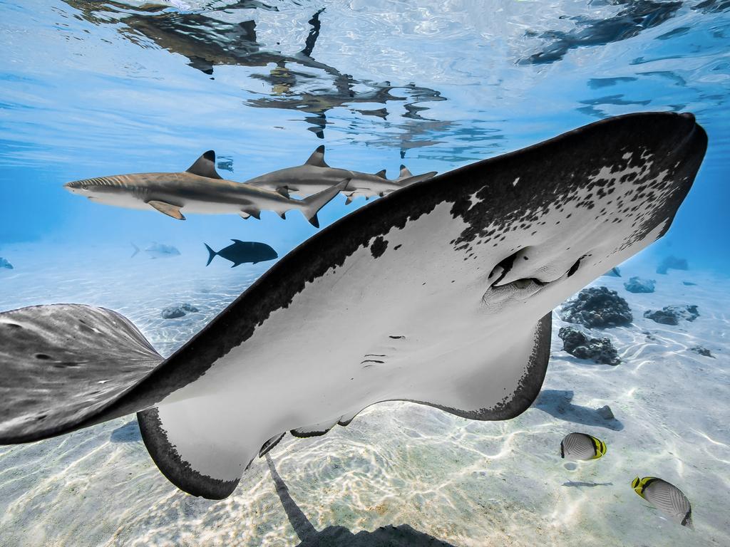 Underwater Photographer of the Year 2018. COMMENDED Category 8. Up  Coming. Credit name: ROMAIN BARATS/UPY 2018 Nationality: France Image caption: A lagoon glimpse Country taken: French Polynesia Location: Moorea lagoon “After close to 2 hours all the actors were finally in a row for the shot. Sharks and rays belong to the same family despite their differences. A curious sting ray is showing off, creating a perfect foreground, requiring a focus on her but I wanted sharp sharks to create a good background,