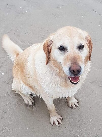 Lilah the labrador loved a swim.