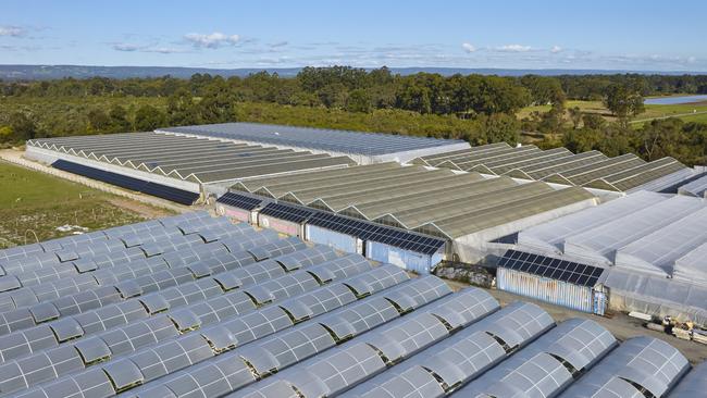 Since 2009 Zaldeesh Farms have grown all capsicums in greenhouses. They have seven greenhouses, covering 3ha. Picture: VegetablesWA, Frances Andrijich