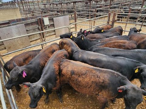 A man has been charged with allegedly stealing cattle near Wagga Wagga in southern NSW. Picture: NSW Police