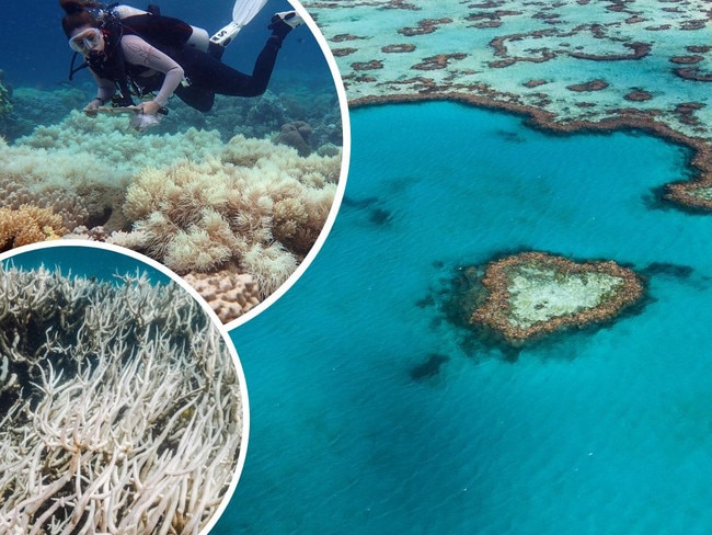 ‘Devastating’ new low: Bleaching hits southern Barrier Reef for first time