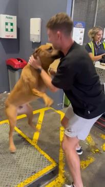 Dog reunites with owner after 5 months apart