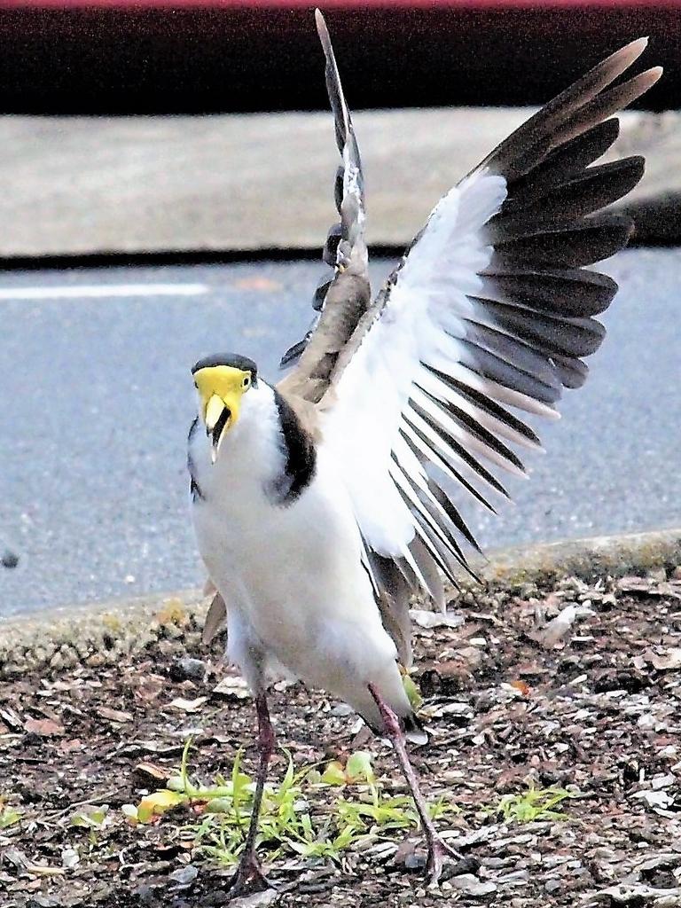 A terrifying plover.