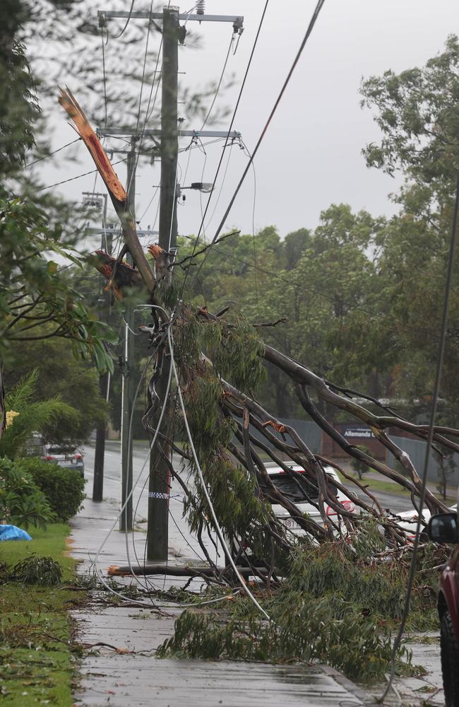 A tree takes out powerlines on Government Rd Labrador. Picture Glenn Hampson