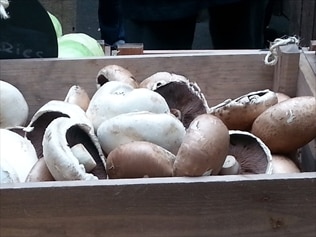 Mushrooms on display