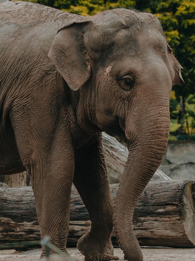 Auckland Zoo elephant Burma. Picture: Auckland Zoo.