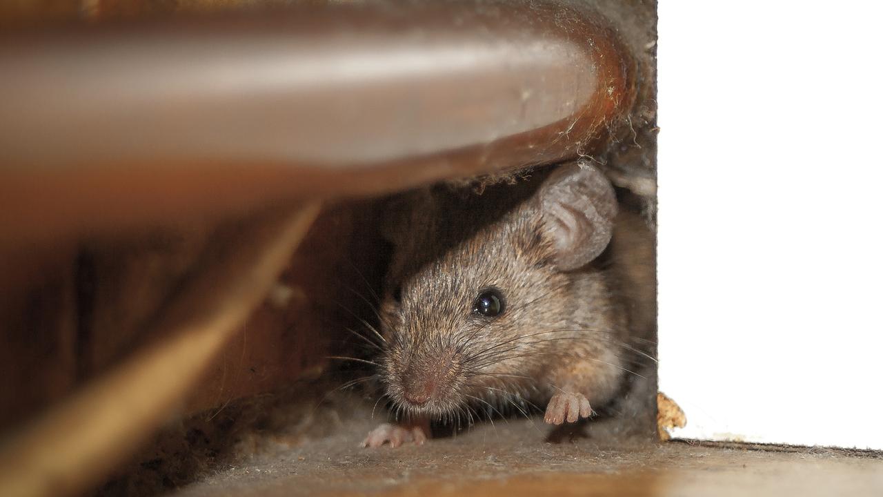 Gracemere residents are complaining of an apparent mice infestation in recent weeks.