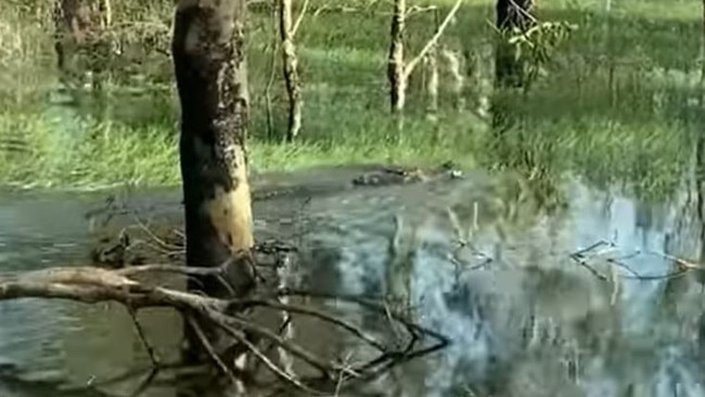 The large croc was filmed slipping into a flooded billabong and swimming away with its unfortunate catch in its mouth. Picture: Supplied