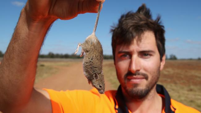 Lockie Roberts holds up a mouse on his farm Mumblepeg 45 minutes east of Warren. Picture: David Swift