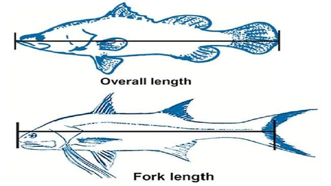 Fish size limits revised