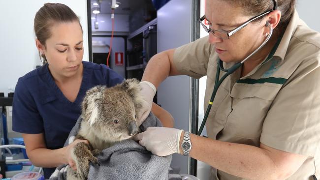 Nurse Ellen Richmond and Dr Meg Curnick from Zoos Victoria, with Tippy the koala. Picture: Alex Coppel