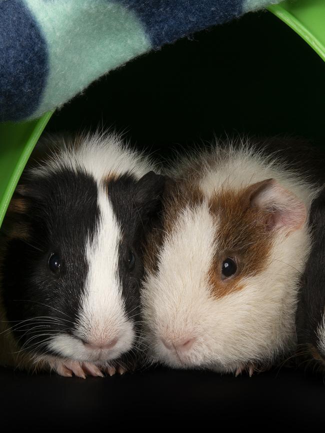 Guinea pigs Mikey and Joey enjoying their retirement. Credit – Peter Sharp